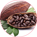 ekstrakt z nasion kakaowca