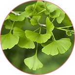 ekstrakt z liści miłorzębu dwuklapowego ginkgo biloba