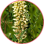 ekstrakt z nasion lukrecji gladkiej